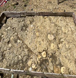 Ammonites in the ground at Horn Park Quarry